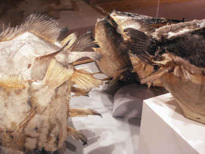 Fran Reed Reed Artist ArtSceneAK Alaska Visual Art Report Volume 02 Issue 03 February 6, 2003